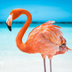 the-flamingo.png