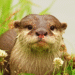 the-otter.png