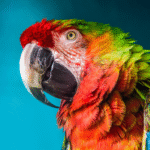 the-parrot.png