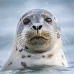 the-seal.png