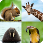 animal-quiz-guess-the-animal.png