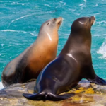 the-sea-lion.png