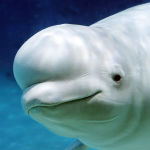 the-beluga-whale.png