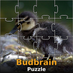 budbrains-puzzle.png