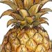 fruitly-botanical-trivia.png